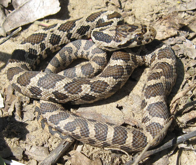 Eastern Fox Snake
